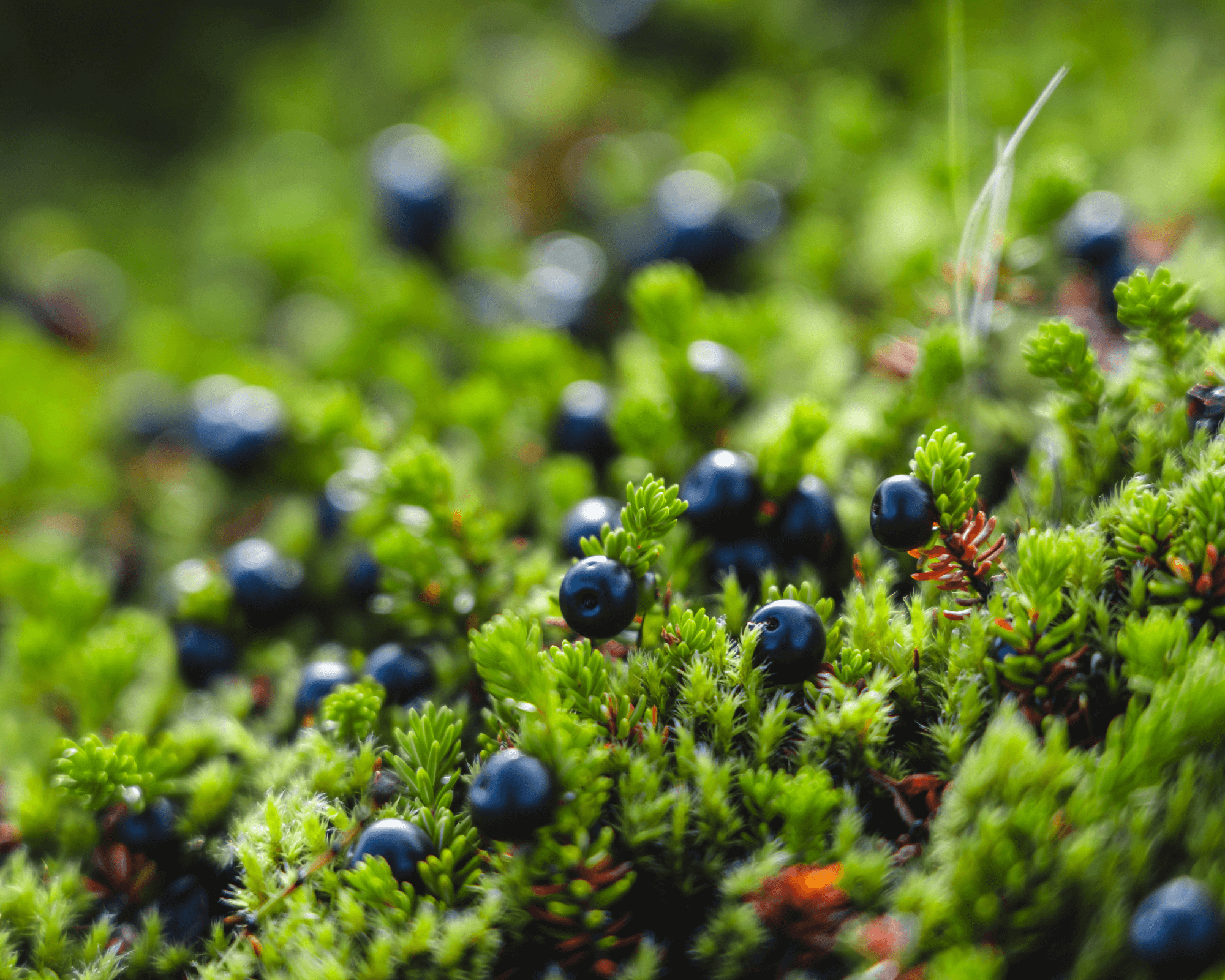 Berries from Iceland