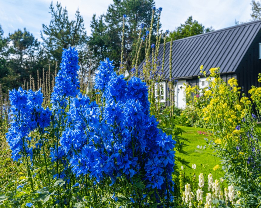 Botanical garden in Akureyri