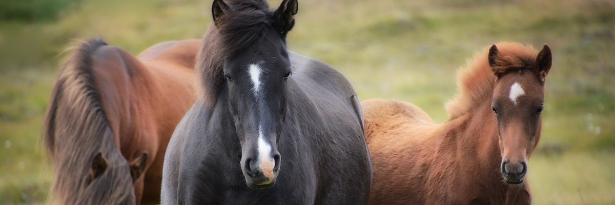 Equitación en Islandia: Disfruta de los encantadores caballos islandeses
