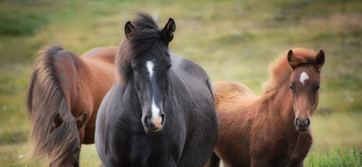 Equitación en Islandia: Disfruta de los encantadores caballos islandeses