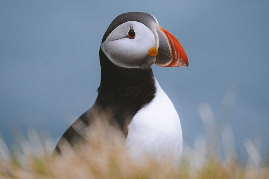Puffin relaxing in iceland