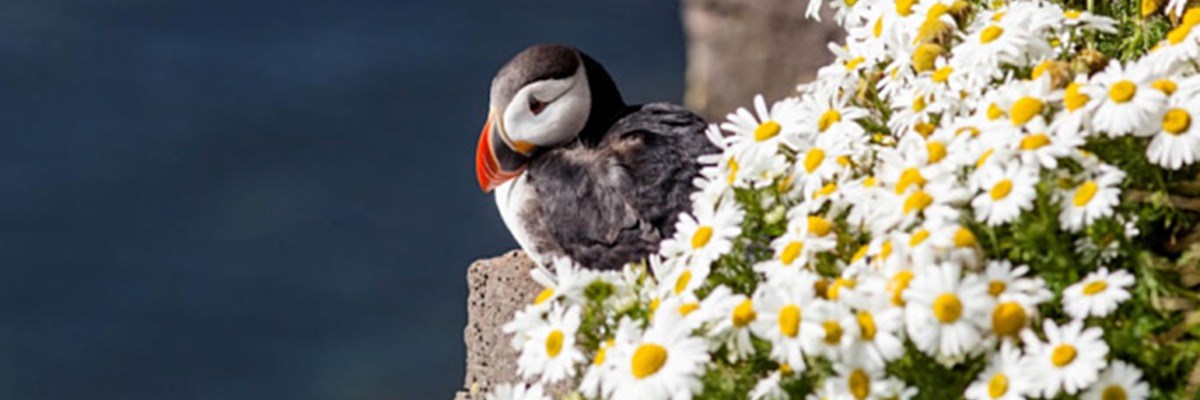 Where to find Puffins in Iceland