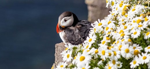 Where to find Puffins in Iceland