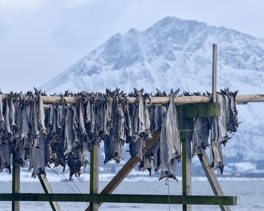 Drying fish in Iceland