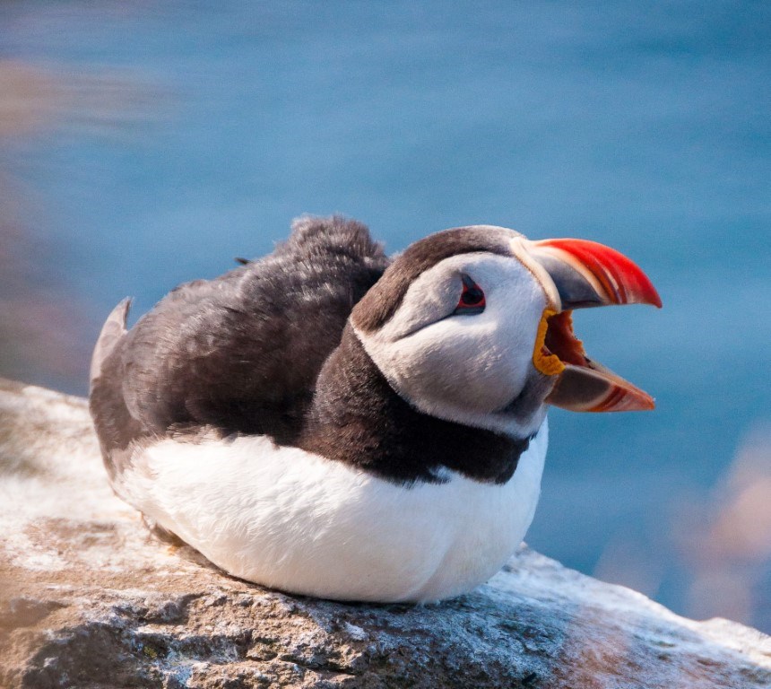 Puffin on a rock with open mouth